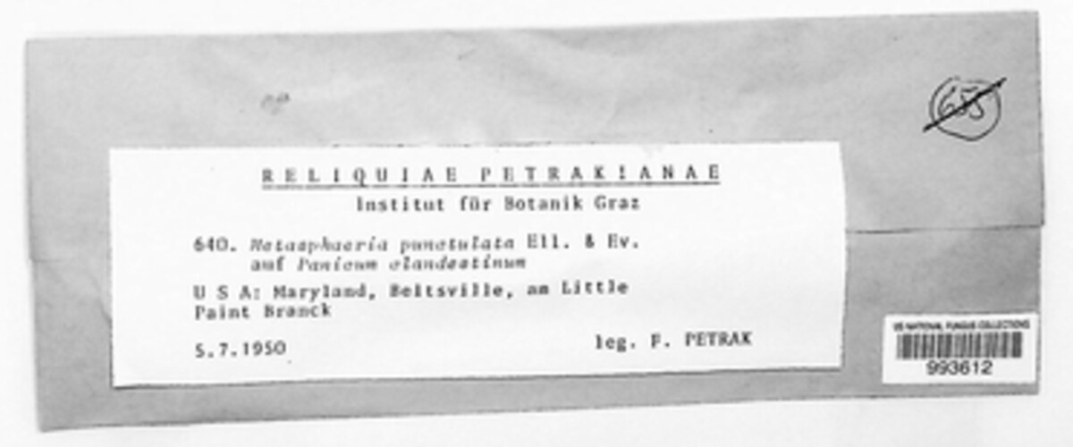 Metasphaeria punctulata image